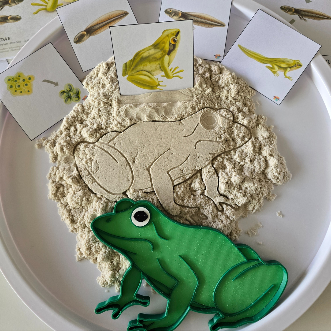 Groene kikker sensorisch tray van Bio-PLA op witte achtergrond, ideaal voor playdough en Montessori spel.