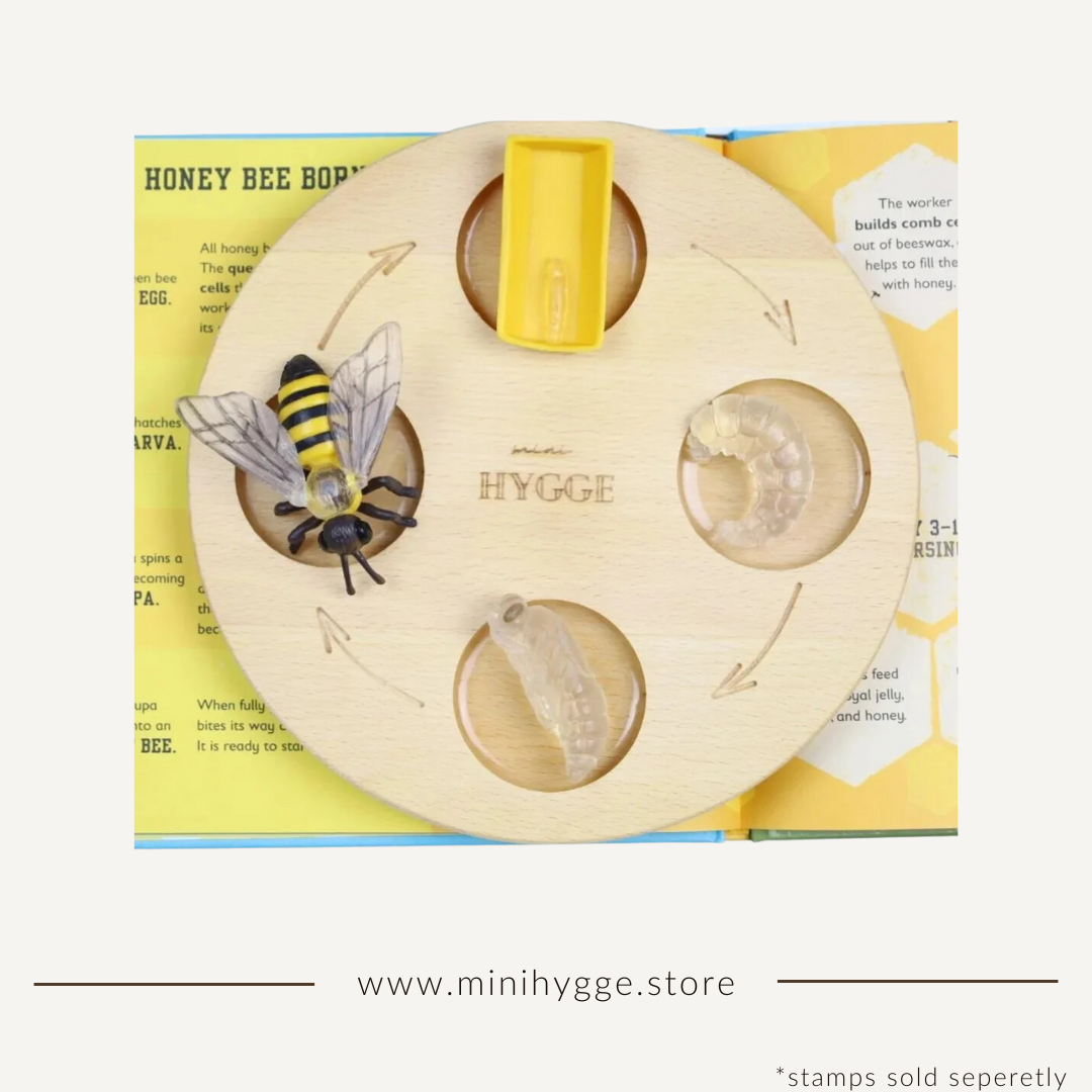 Explore the fascinating life cycle of a honeybee with miniHYGGE's Wooden Life Cycle Tray. Made from solid beech wood, it features four recesses representing each stage of the life cycle. Perfect for hands-on learning and imaginative play. Stamps sold separately