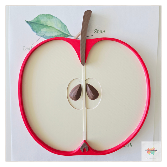 A top-down shot of a 3D-printed educational toy set shaped like a cross-section of an apple. It features a bright red outer rim, a removable white inner piece, and a separate brown stem with two removable brown seeds in the center.
