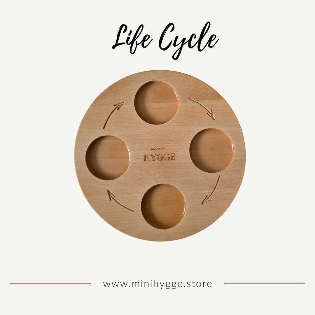 Wooden Tray Life Cycle