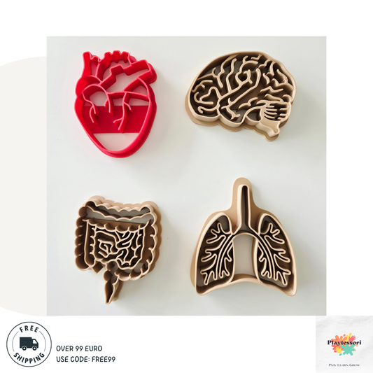 Set van vier kleivormpjes in de vorm van menselijke organen: een rood hart, een beige brein, longen en darmen. Elk vormpje is ongeveer 8 cm lang en ontworpen voor educatief en sensorisch spel.