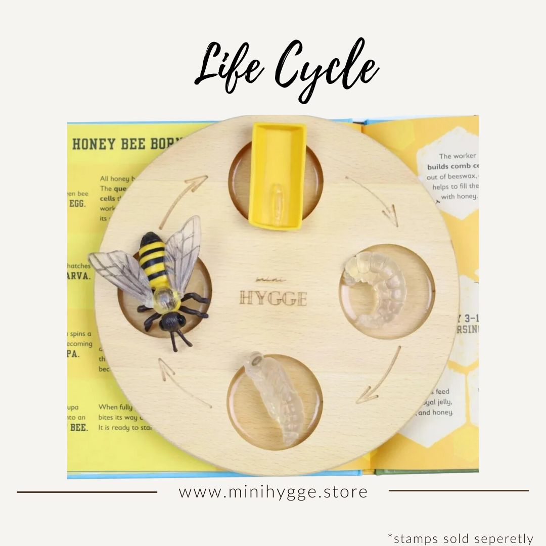 Sensory toys | Sensorisch Speel | life cycle